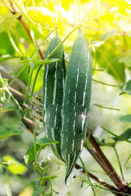 trong-muop-nhat-trong-thung-xop-2