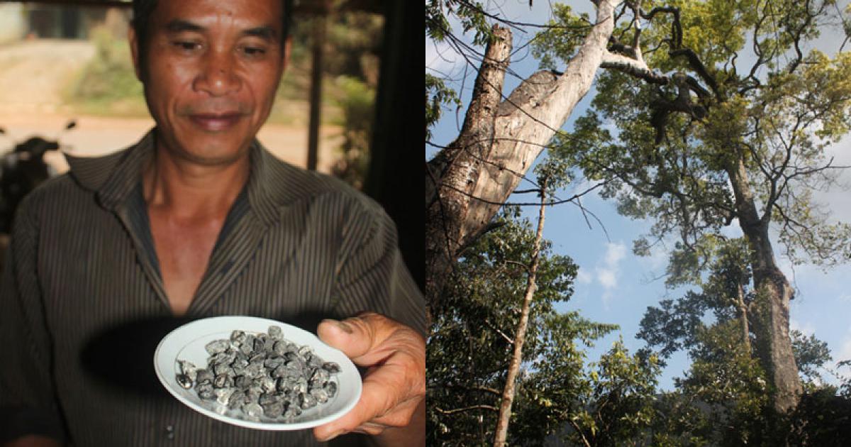 Ông “Vương dổi” cho biết: Vào quán mà không có hạt dổi là khách bỏ đi.