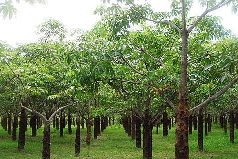 Rừng cây trôm