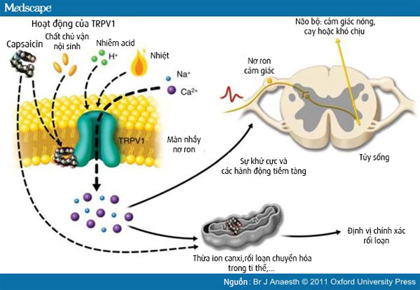 Cơ chế hoạt động của capsaicin và TRPV1