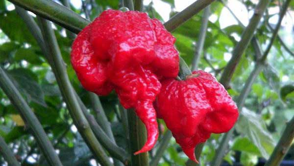 Ớt Carolina Reaper cay nhất thế giới với độ cay 1,5 triệu SHU