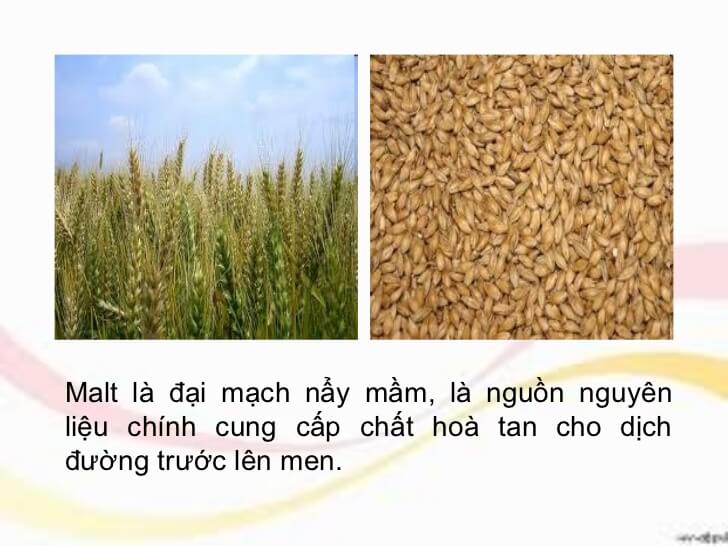 Đại mạch là nguyên liệu chính tạo ra malt