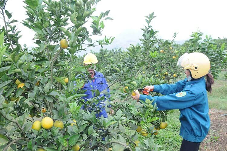 cam Cao Phong đảm bảo an toàn thực phẩm